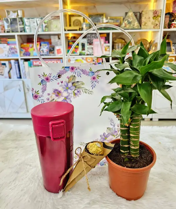 Thermo steel Sipper, Lucky Plant & Ferrero Rocher